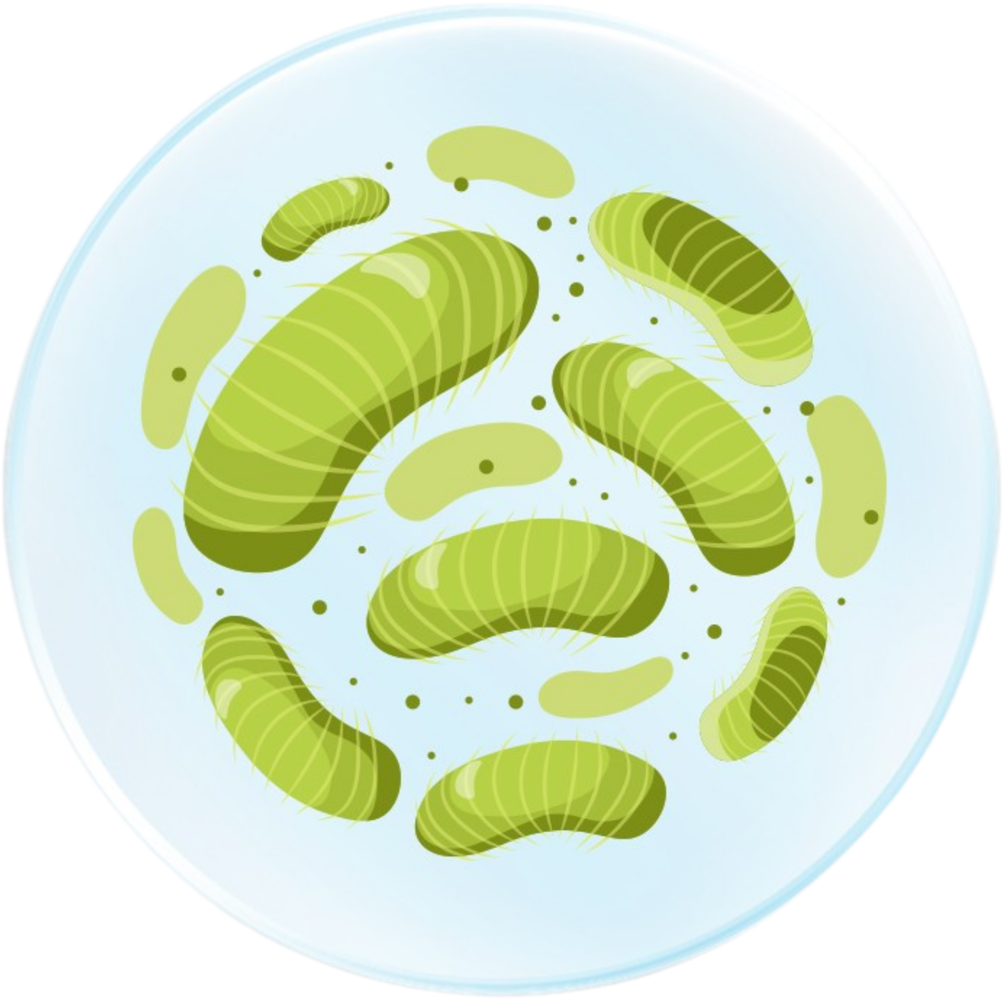 Immune